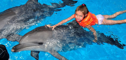 Dubai: Dolphin Bay'da Yunuslarla Yüzün